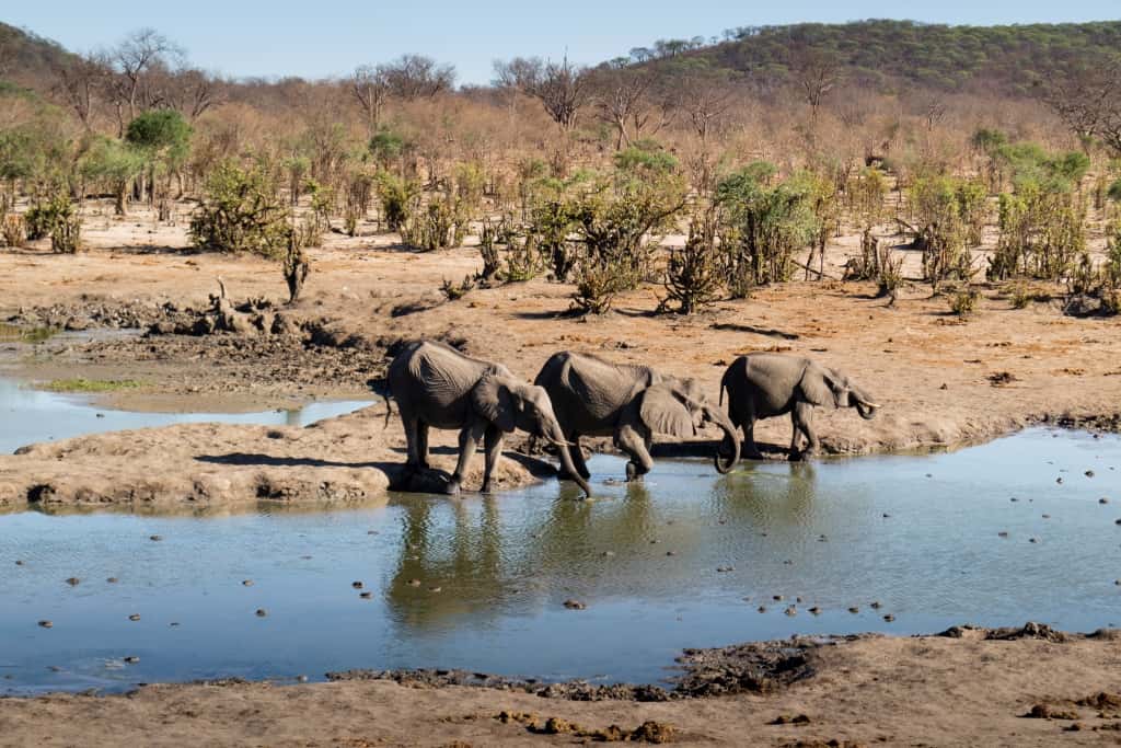 botswana hippo